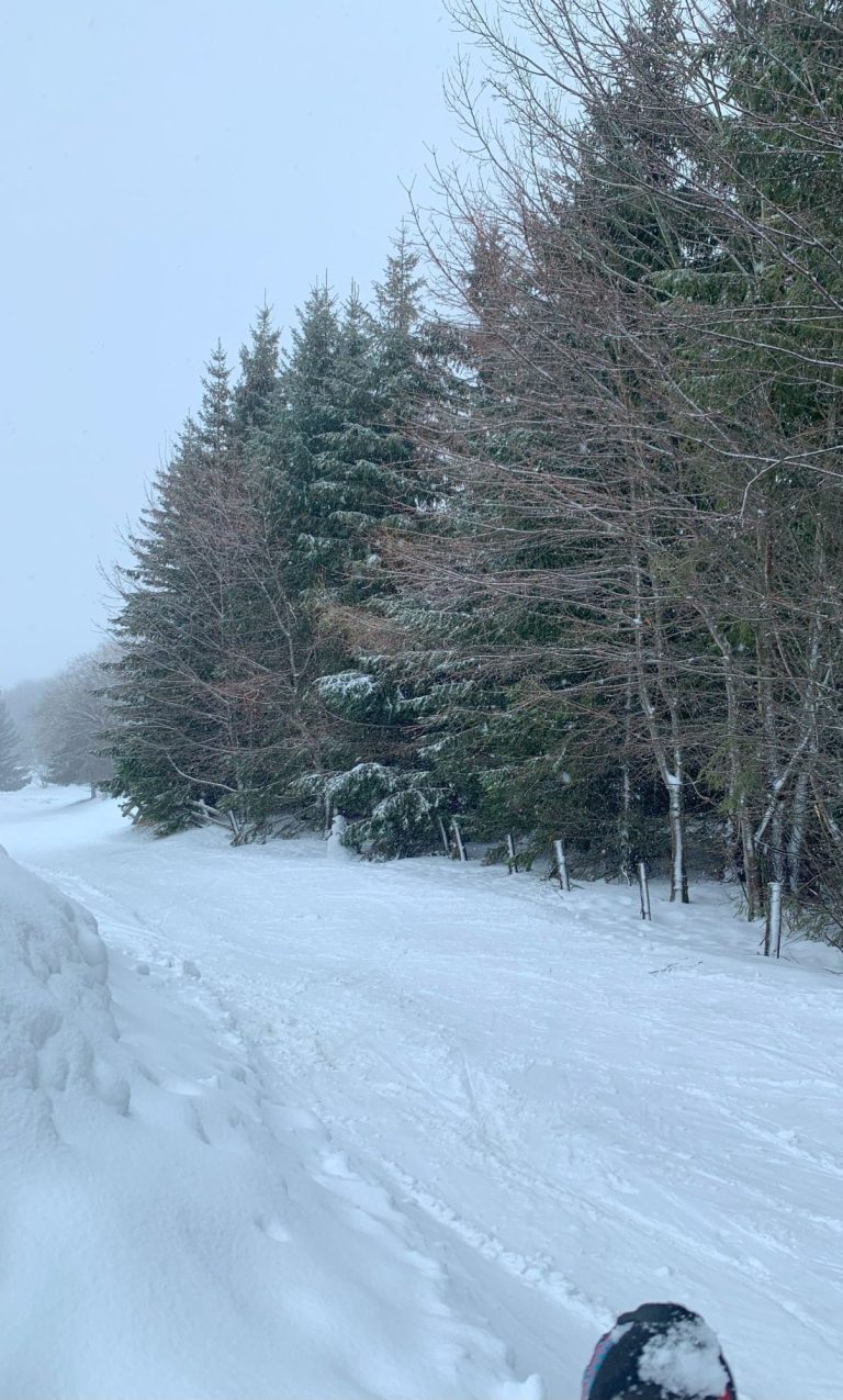 Route enneigée bordée d'arbres, ambiance froide et hivernale.