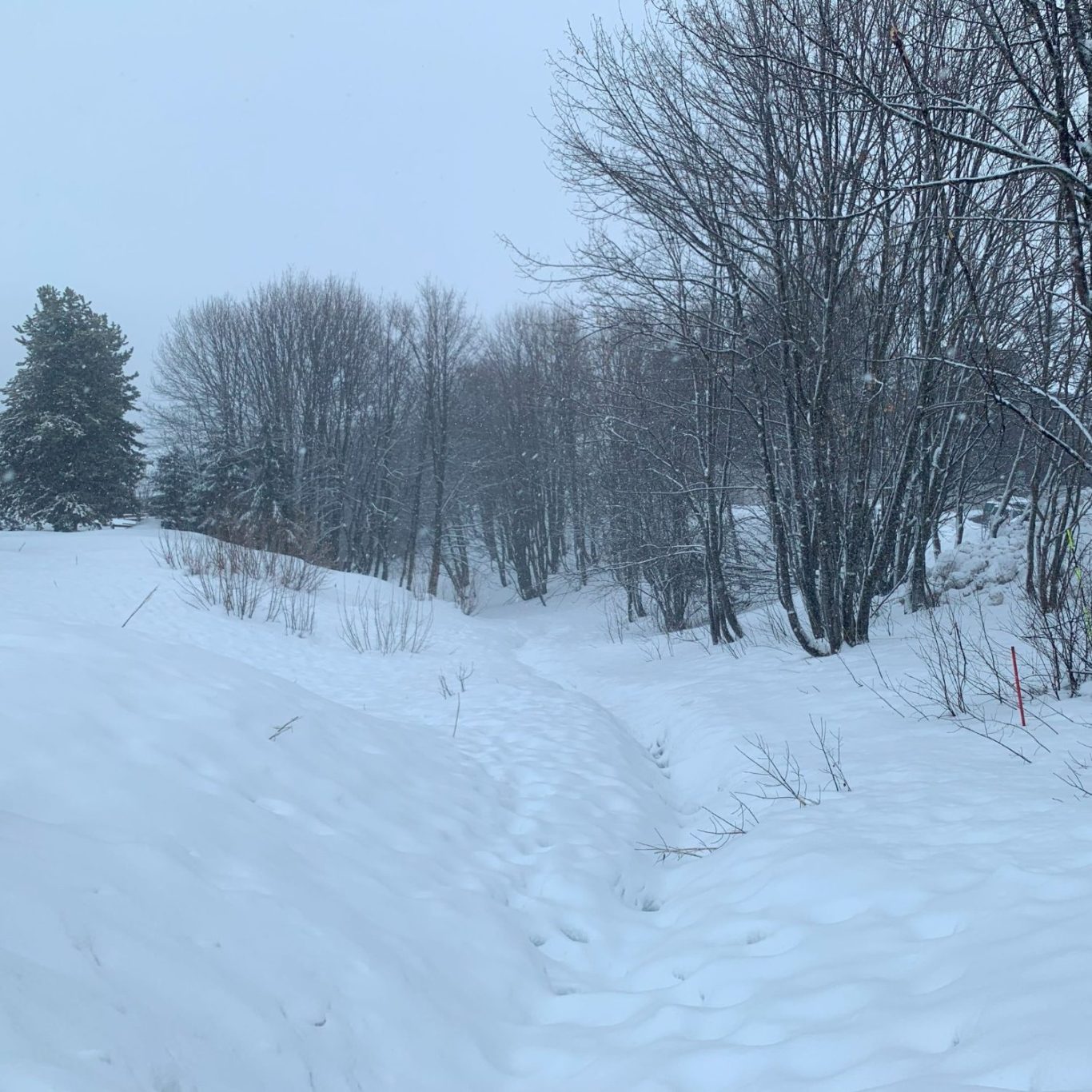 Sentier enneigé traversant une forêt par temps froid et brumeux.